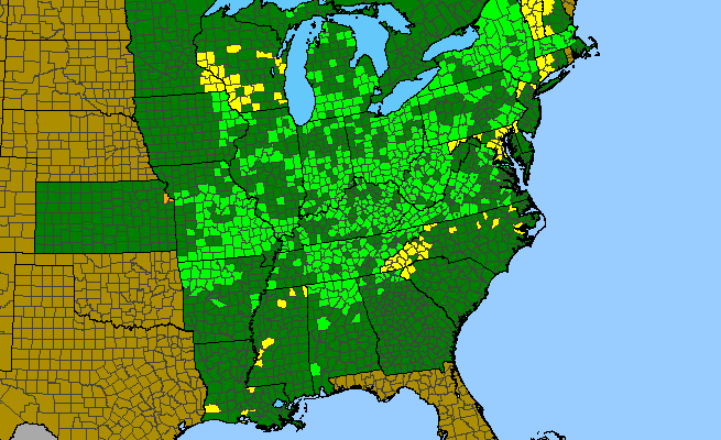 The range of Homalosorus pycnocarpos